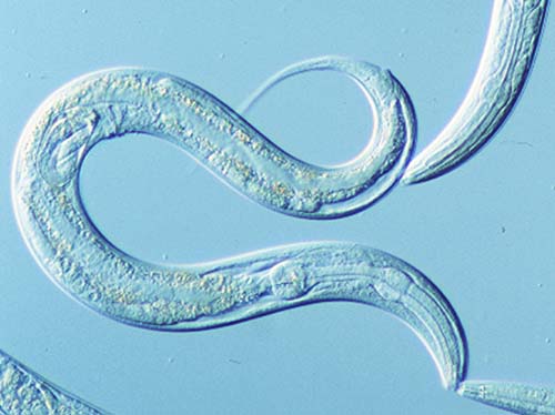 jumping genes and their role in ageing in C. elegans